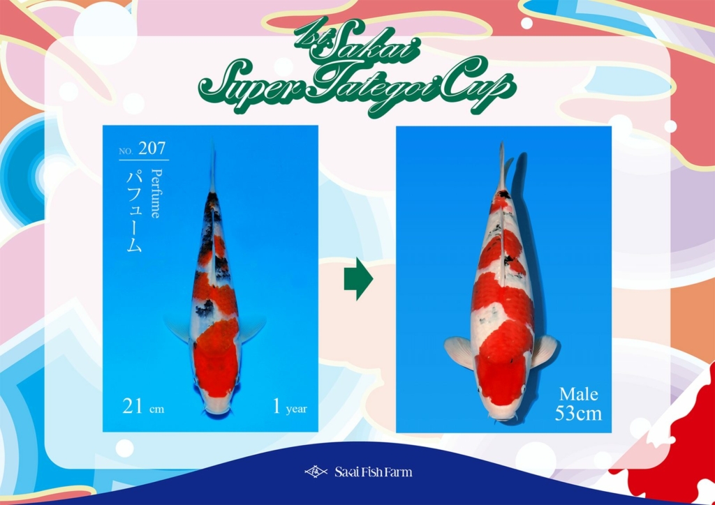 No.207 パフューム オス 53cm