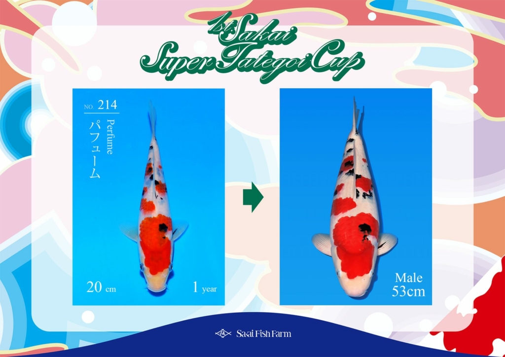 No.214 パフューム オス 53cm