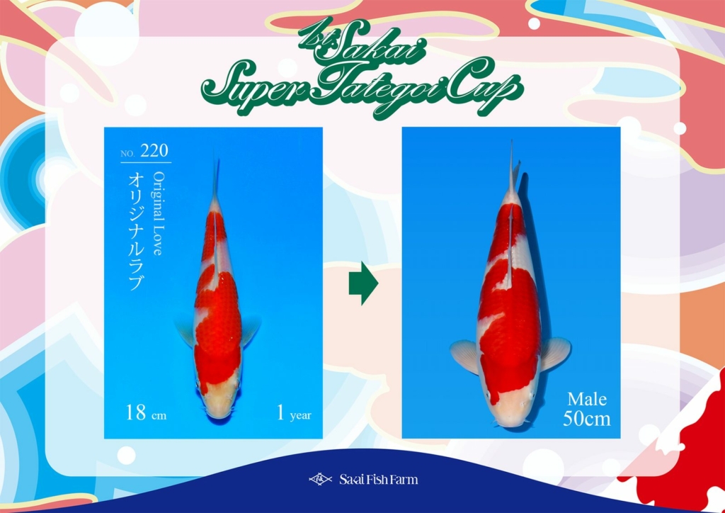 No.220 オリジナルラブ オス 50cm