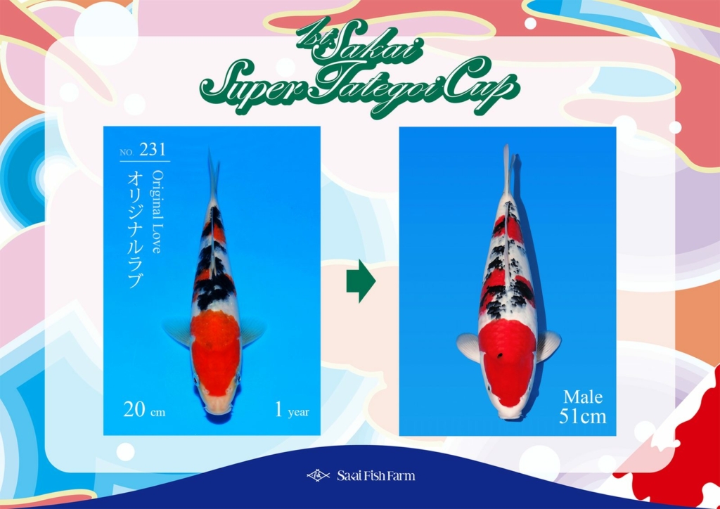 No.231 オリジナルラブ オス 51cm