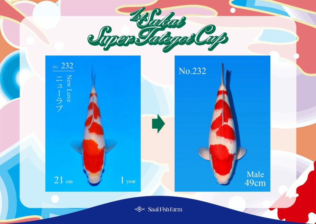 No.232 New Love Male 49cm