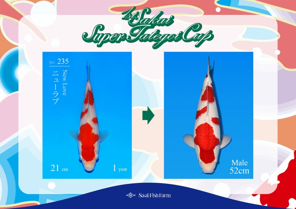 No.235 ニューラブ オス 52cm