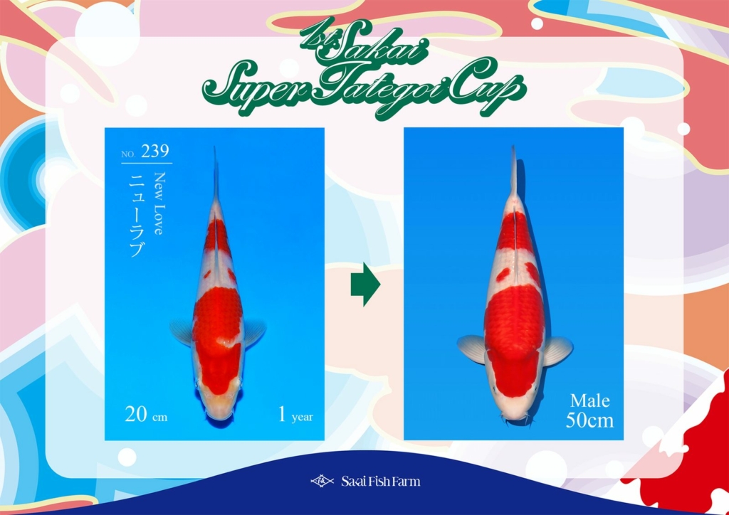 No.239 ニューラブ オス 50cm