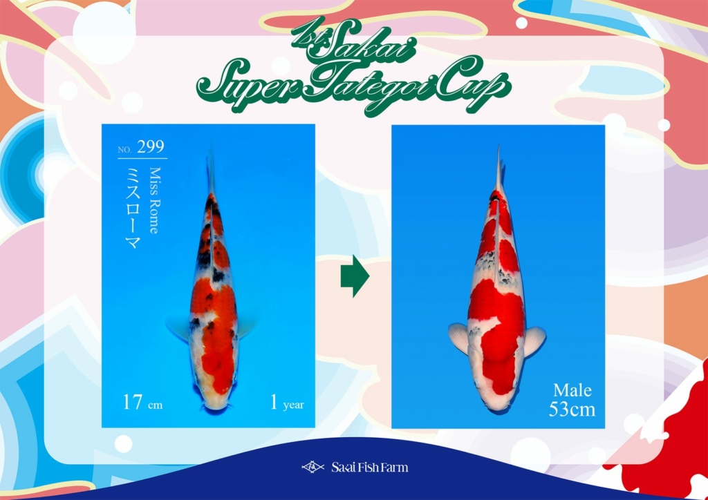 No.299 ミスローマ オス 53cm