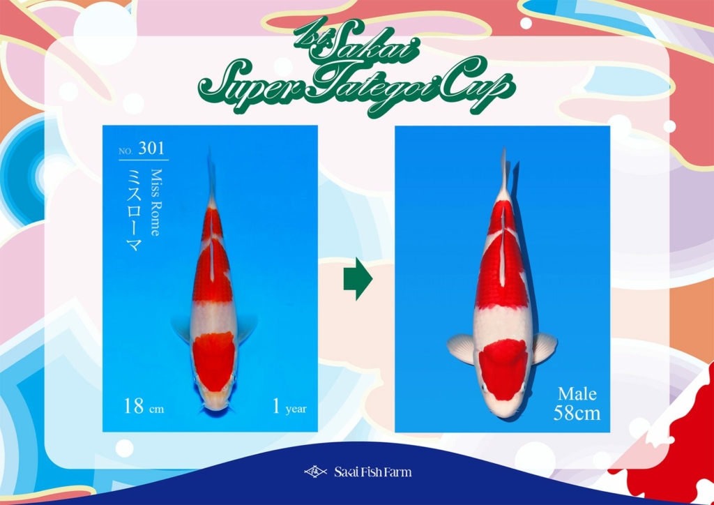 No.301 ミスローマ オス 58cm
