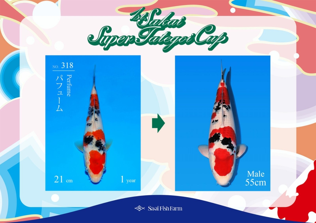 No.318 パフューム オス 55cm