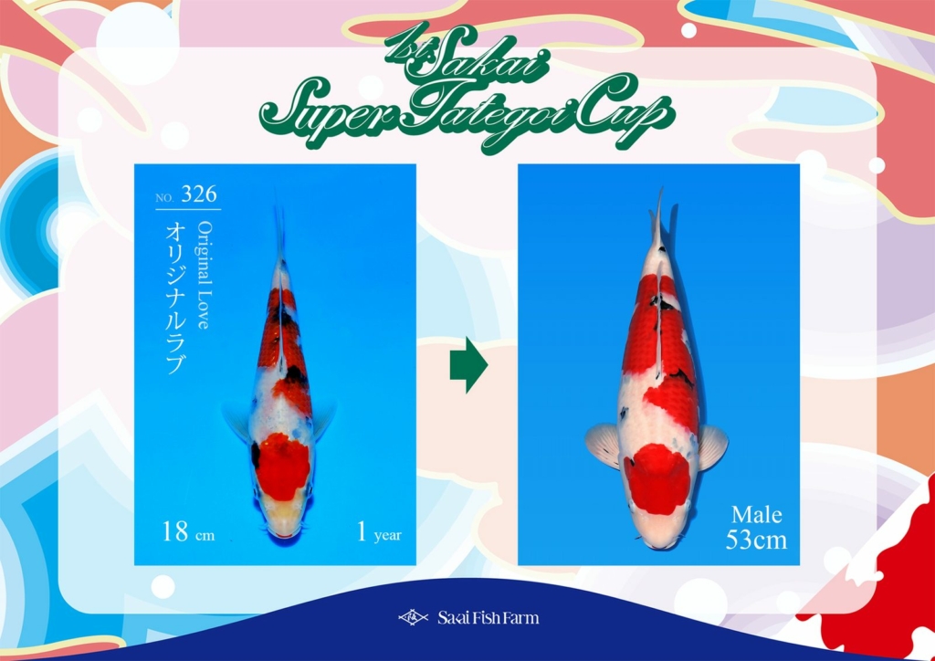 No.326 オリジナルラブ オス 53cm