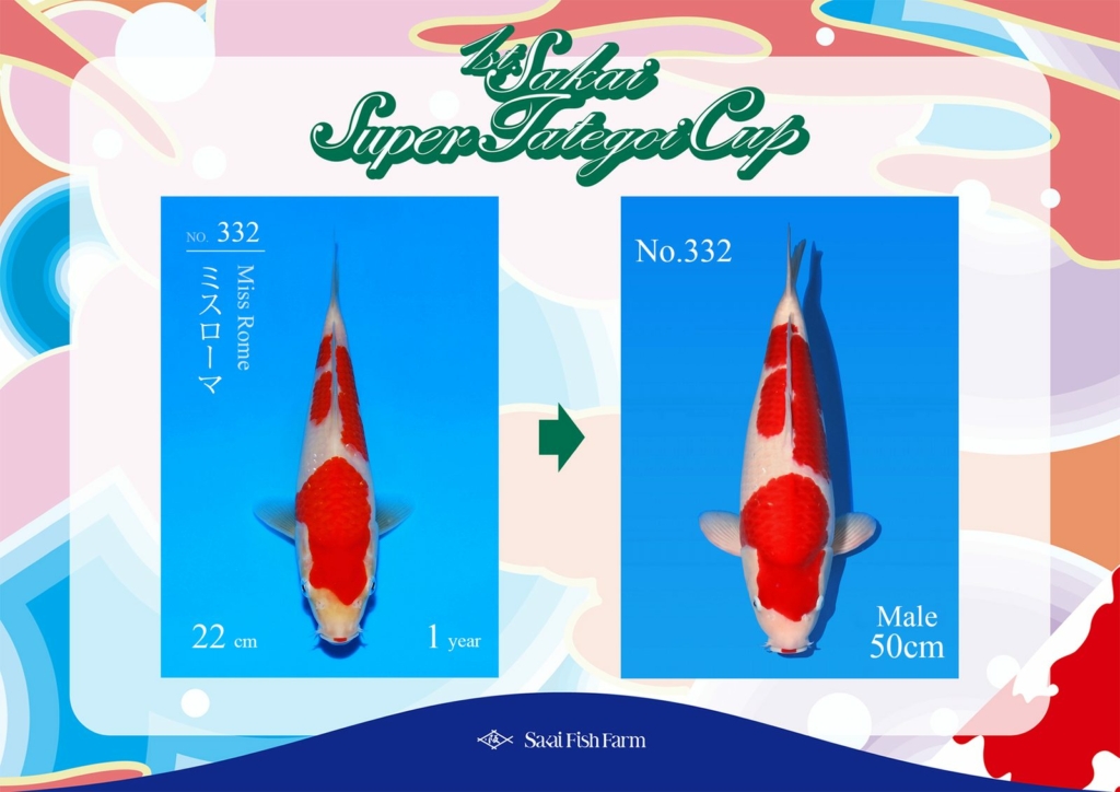 No.332 Miss Rome Male 50cm