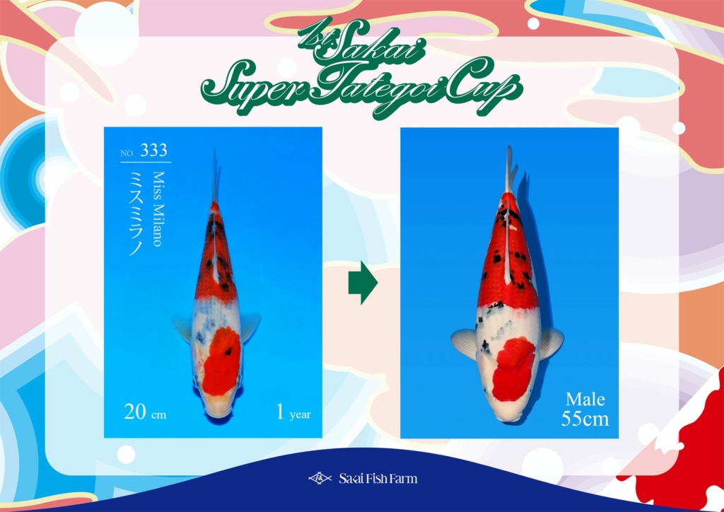 No.333 ミスミラノ オス 55cm