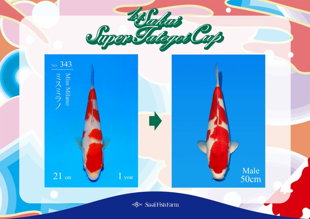 No.343 ミスミラノ オス 50cm