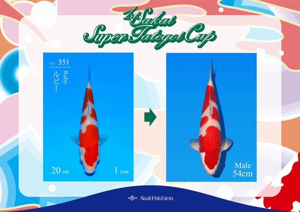 No.351 ルビー オス 54cm