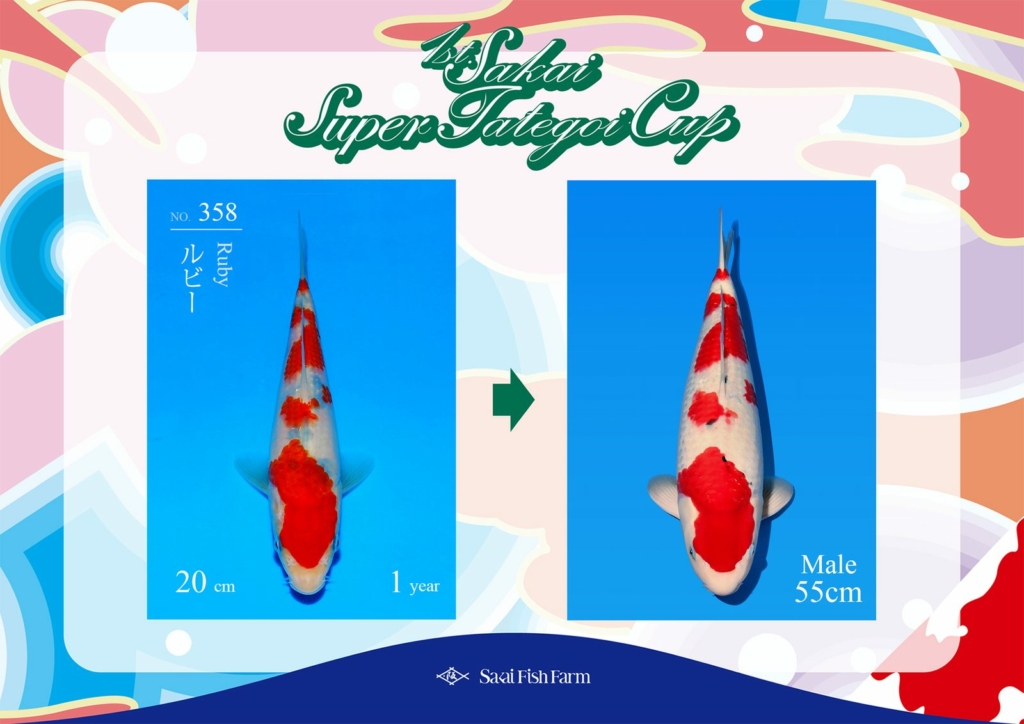 No.358 ルビー オス 55cm