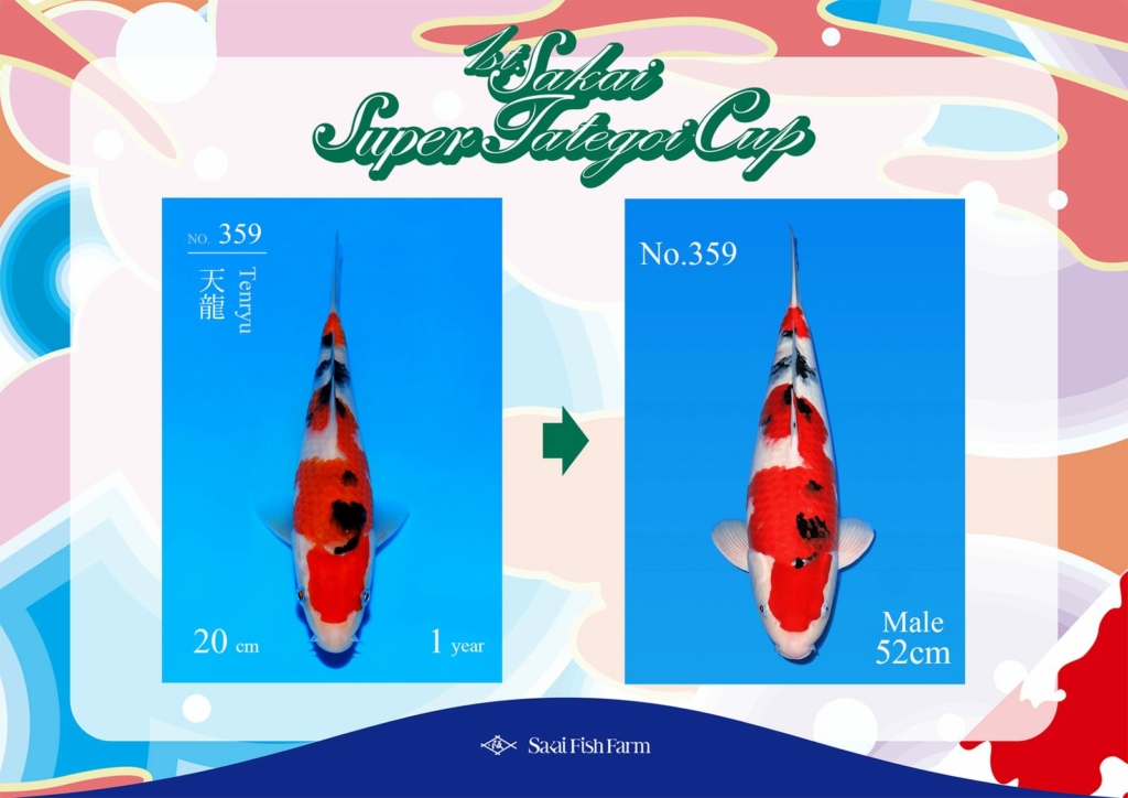 No.359 Tenryu Male 52cm