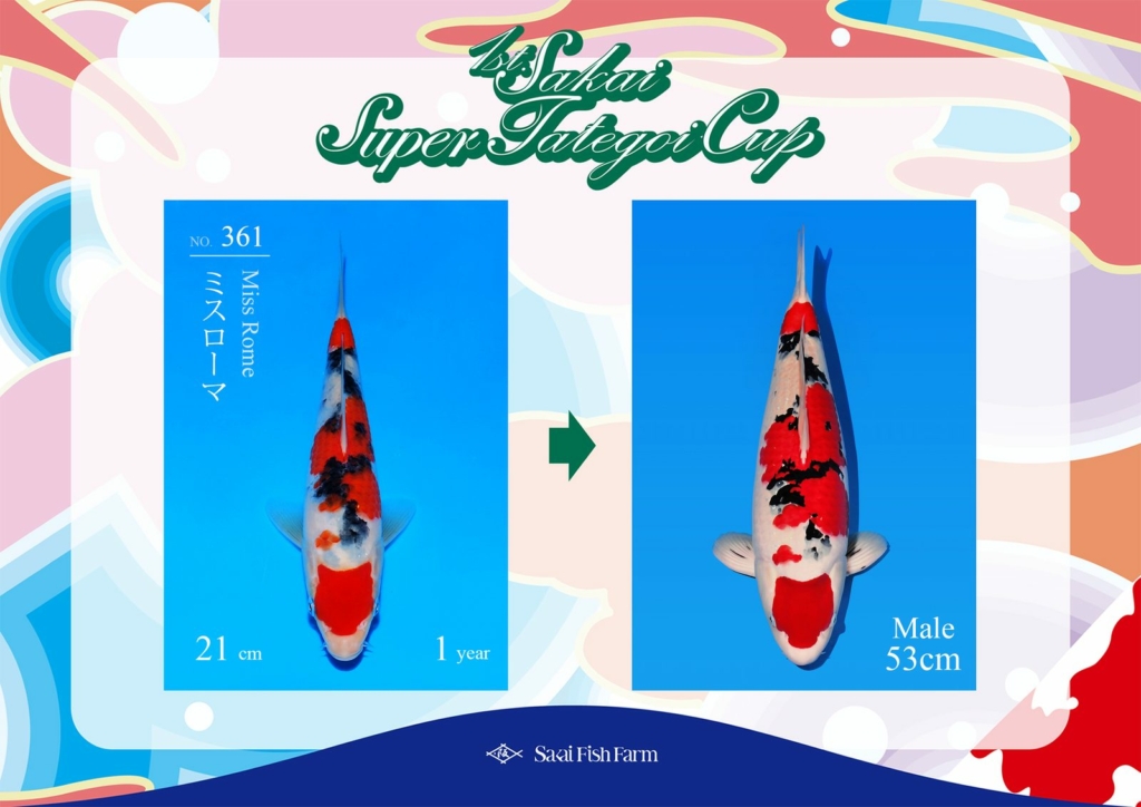 No.361 ミスローマ オス 53cm